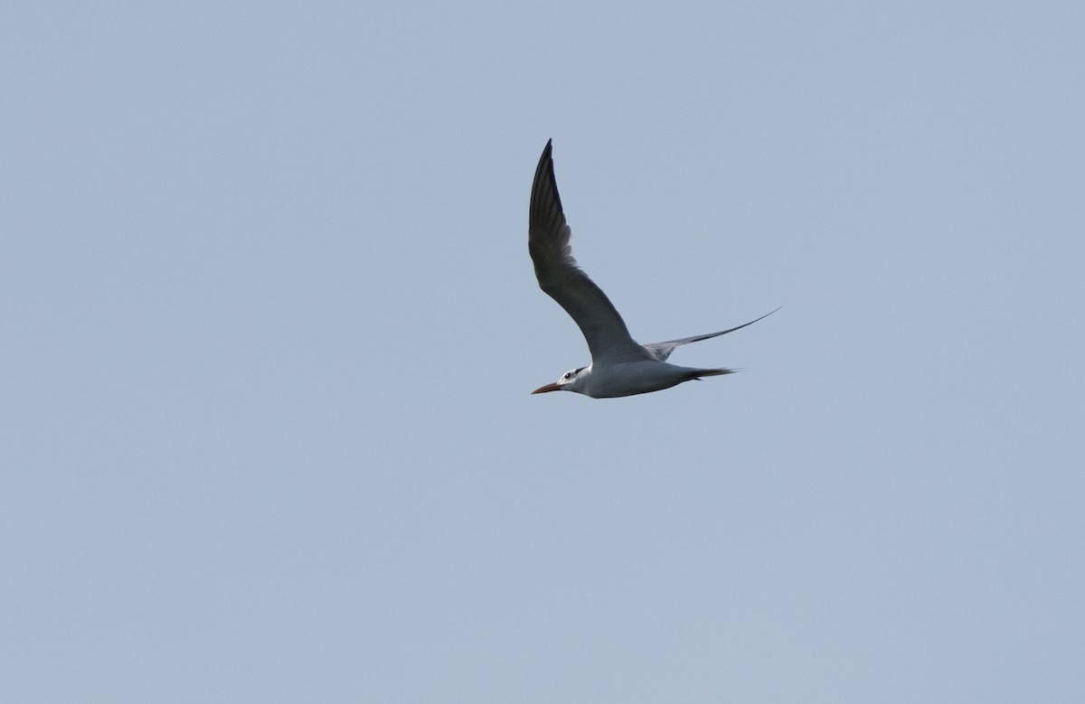 Royal Tern - ML639213186