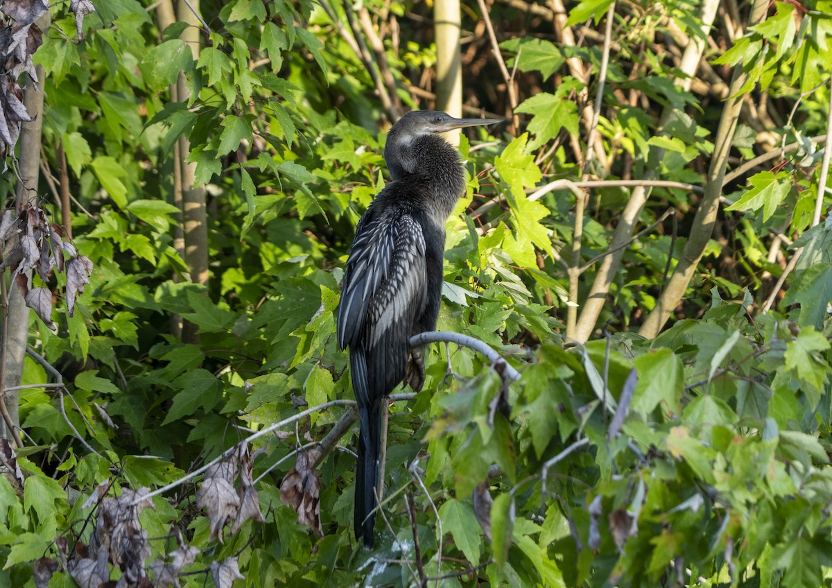 Anhinga - ML639213253