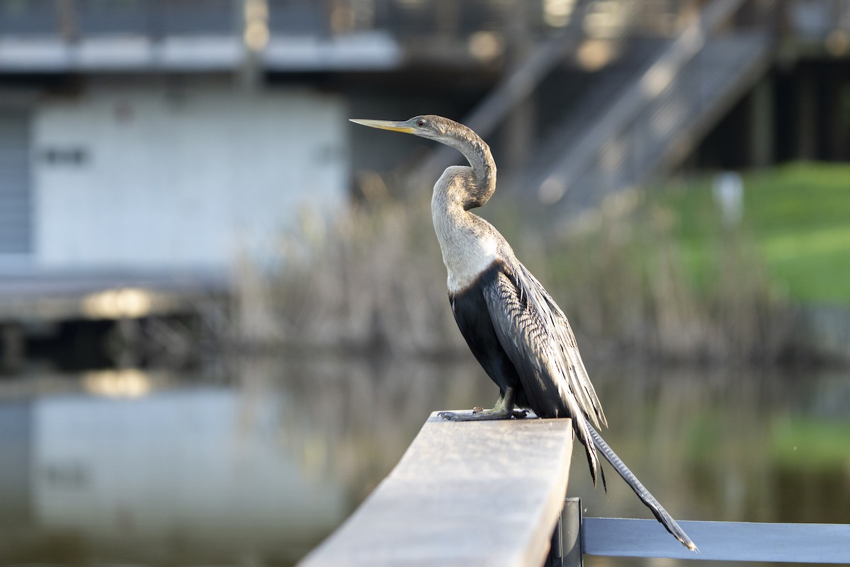 Anhinga - ML639213264