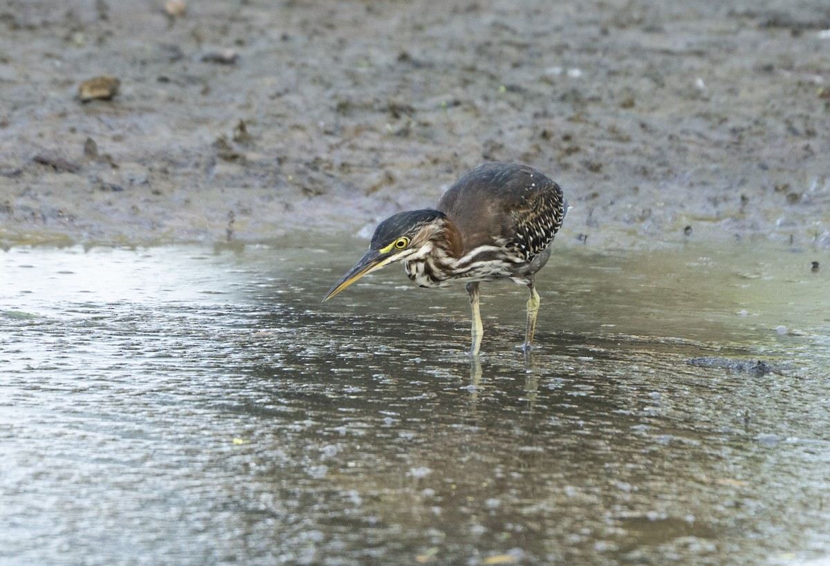 Green Heron - ML639213336