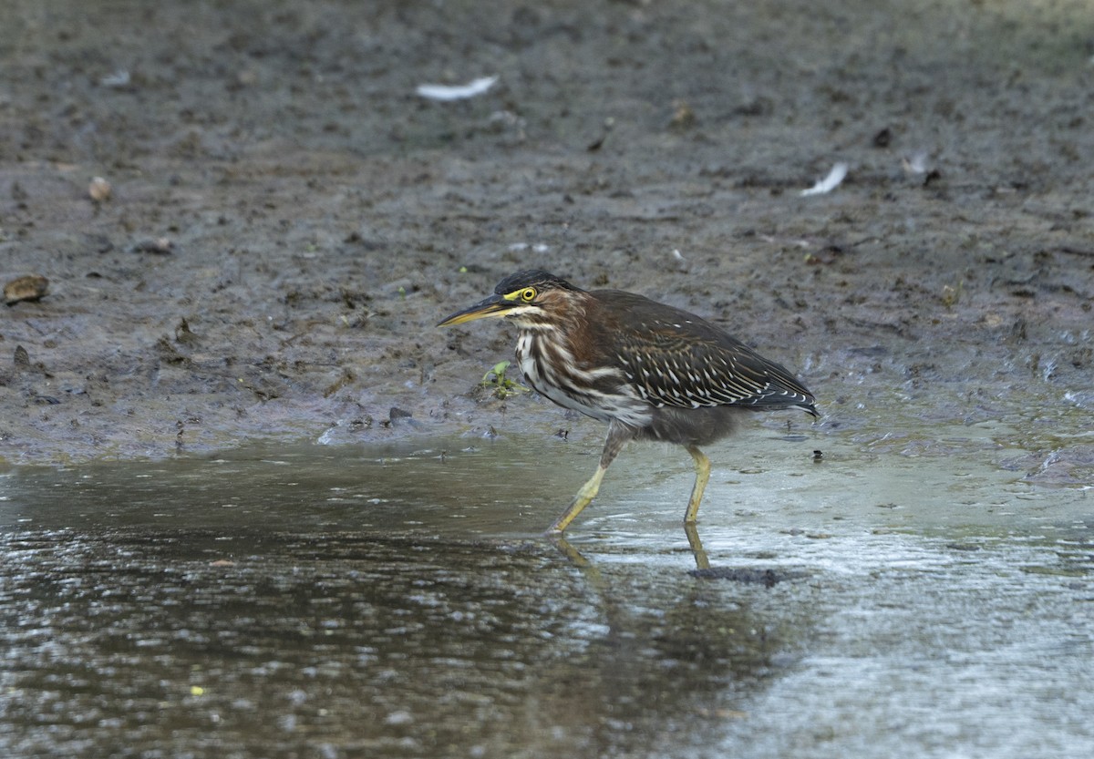 Green Heron - ML639213342
