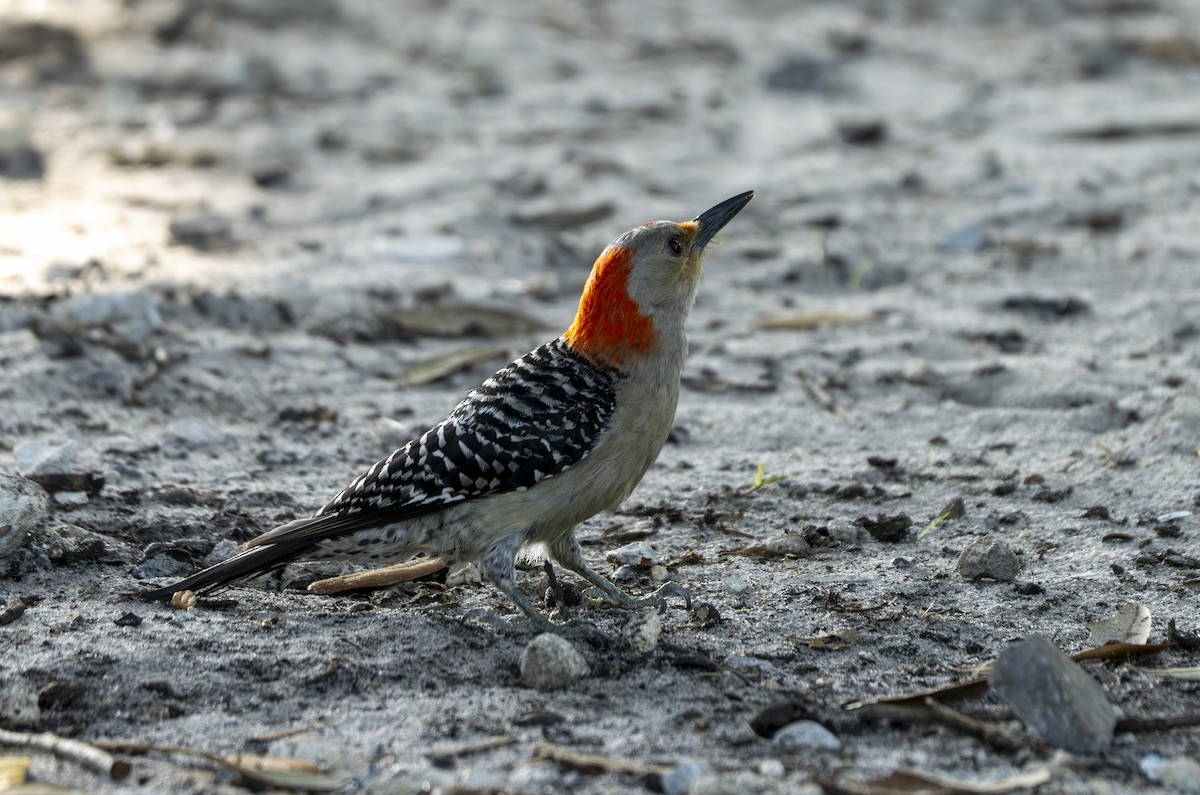 Red-bellied Woodpecker - ML639213383