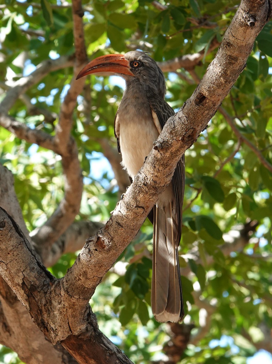 Bradfield's Hornbill - ML639213392