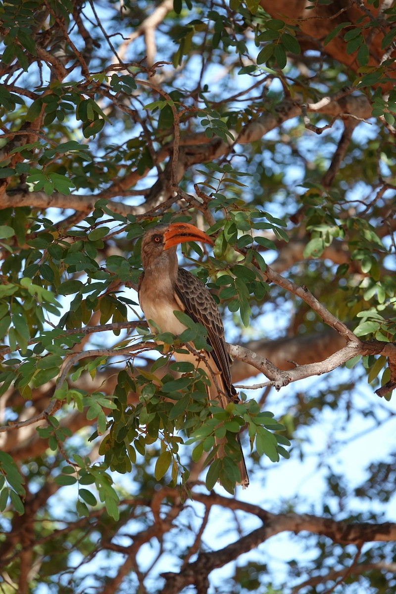 Bradfield's Hornbill - ML639213393