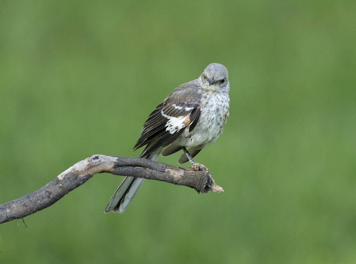 Northern Mockingbird - ML639213413