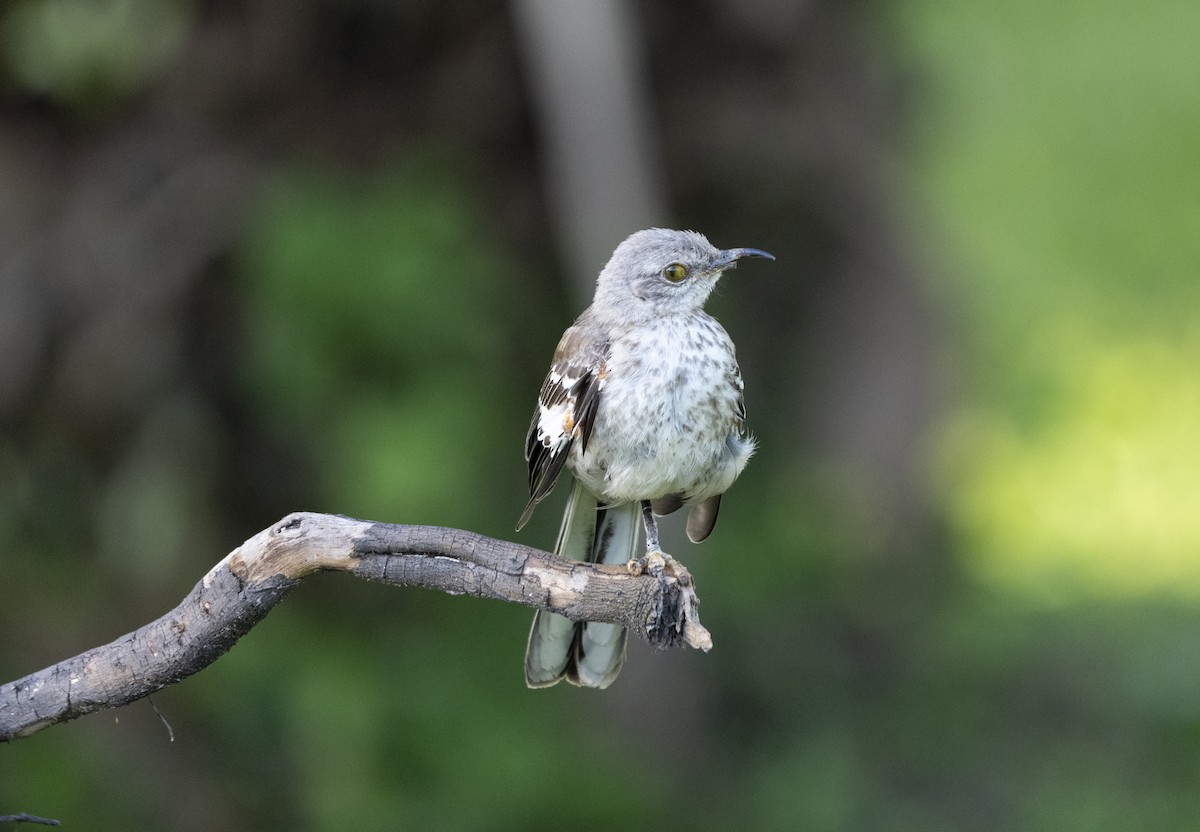 Northern Mockingbird - ML639213417