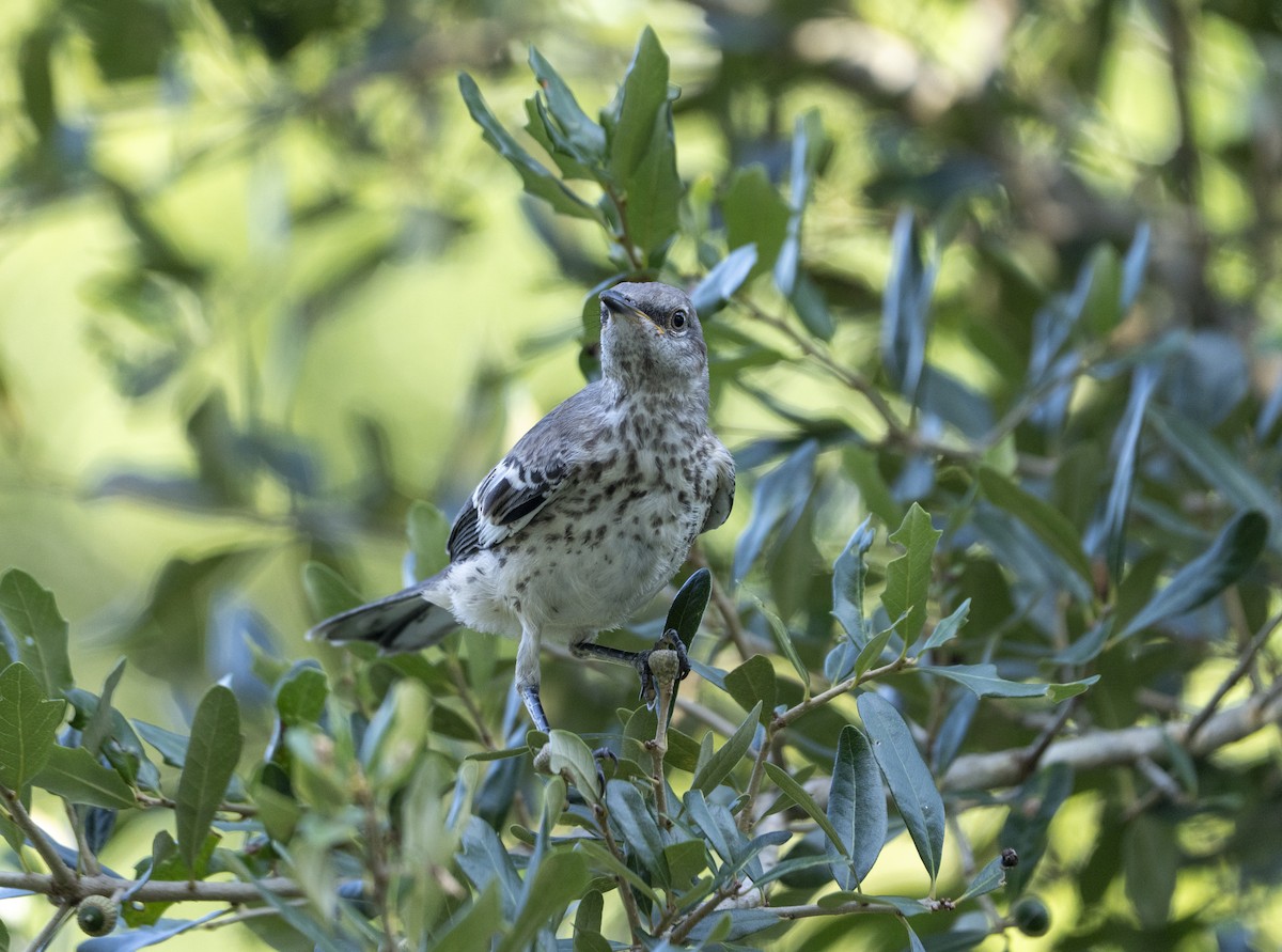 Northern Mockingbird - ML639213420