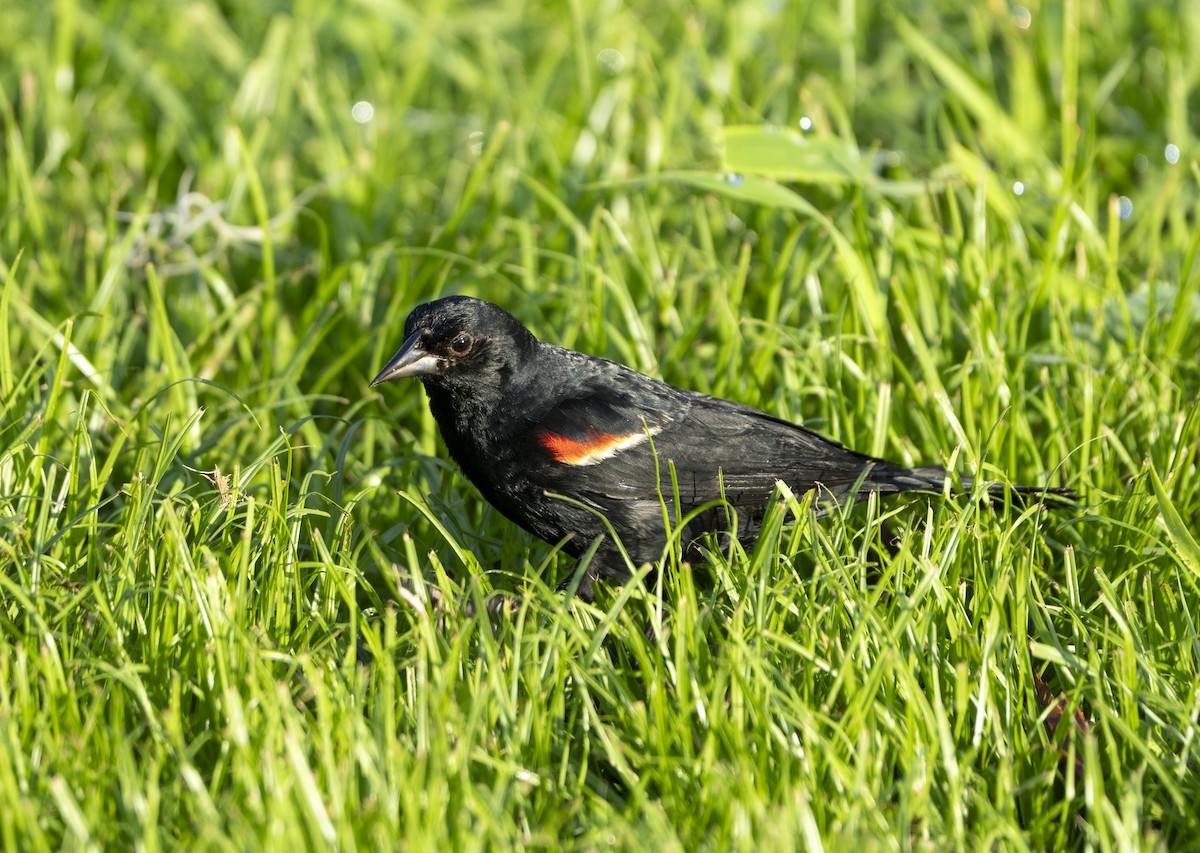 Red-winged Blackbird - ML639213447