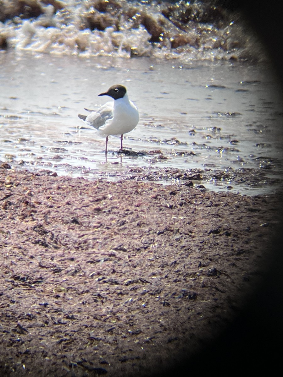 Bonaparte's Gull - ML639213566