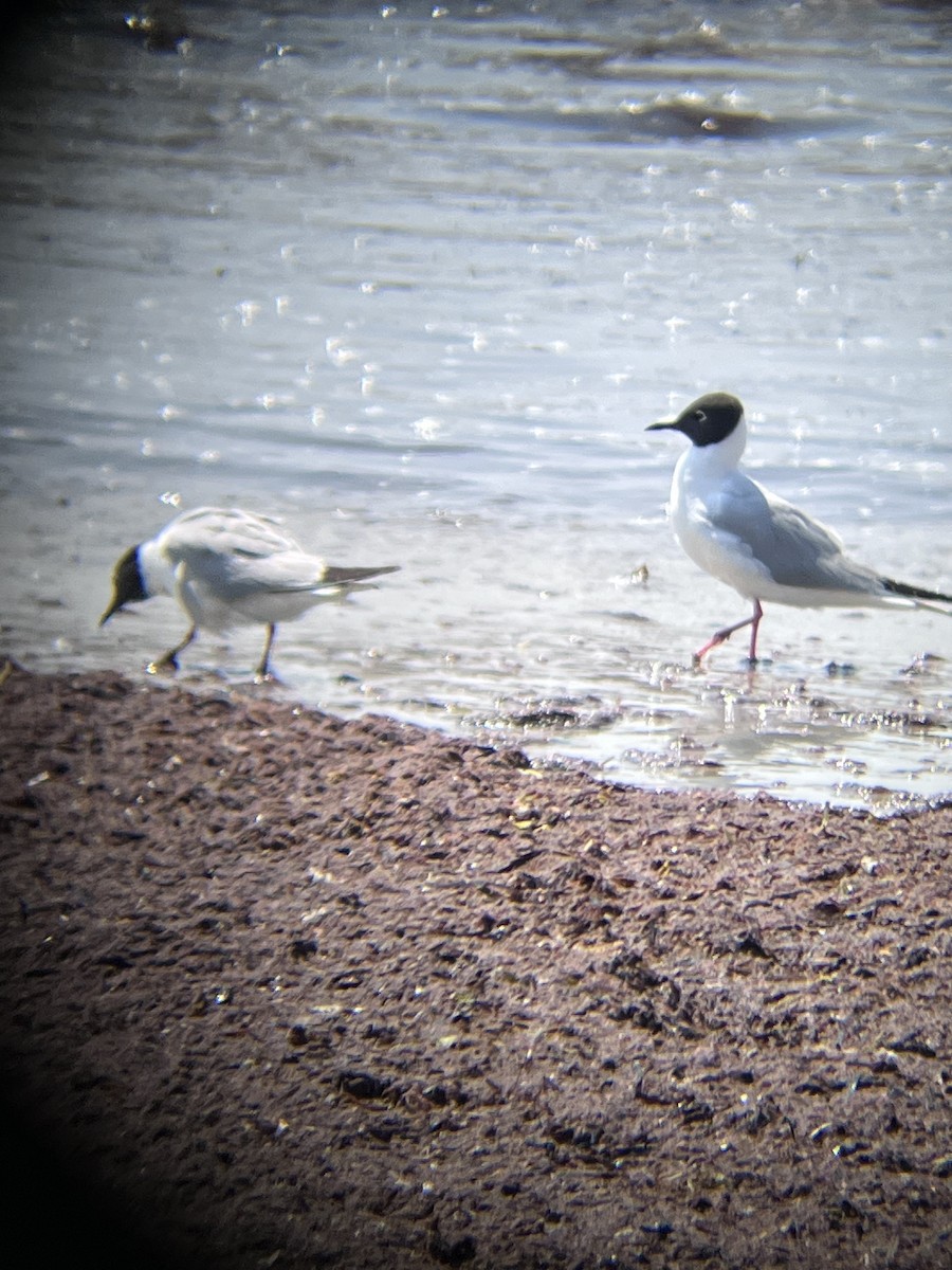 Bonaparte's Gull - ML639213567
