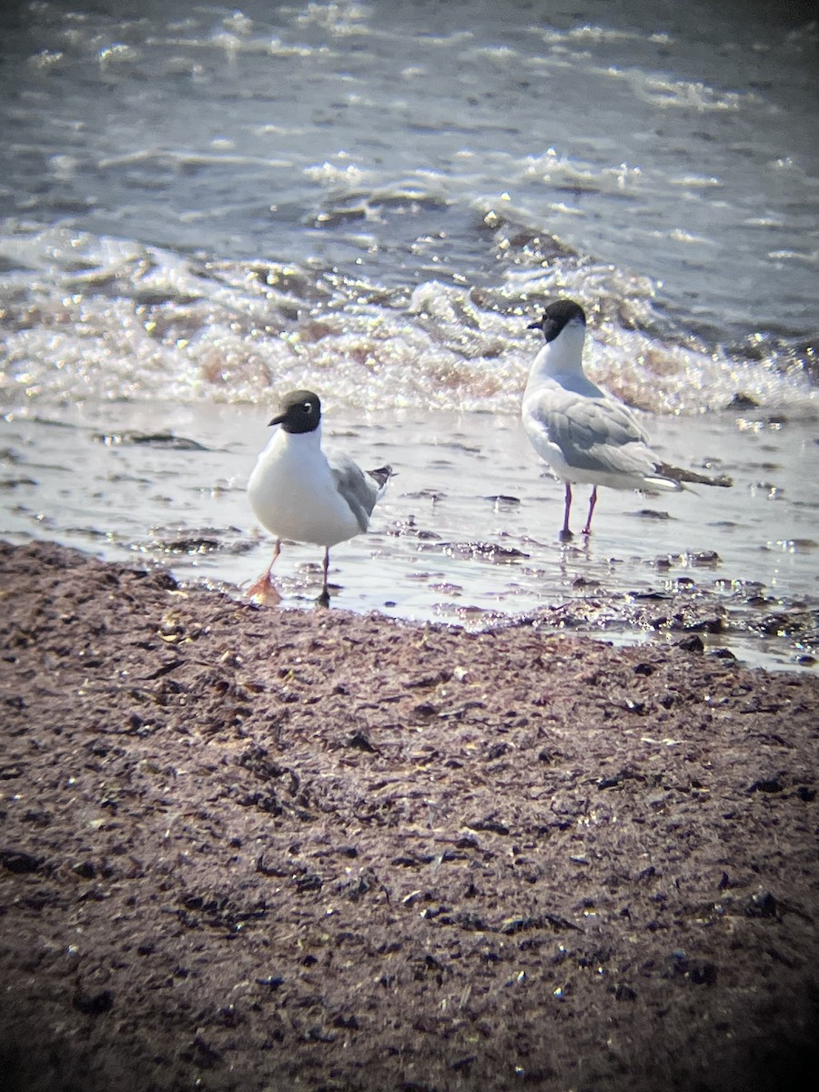 Bonaparte's Gull - ML639213568