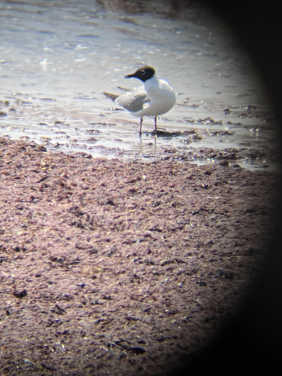Bonaparte's Gull - ML639213569