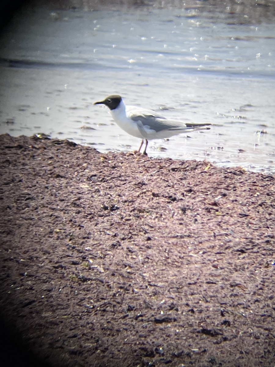 Bonaparte's Gull - ML639213570