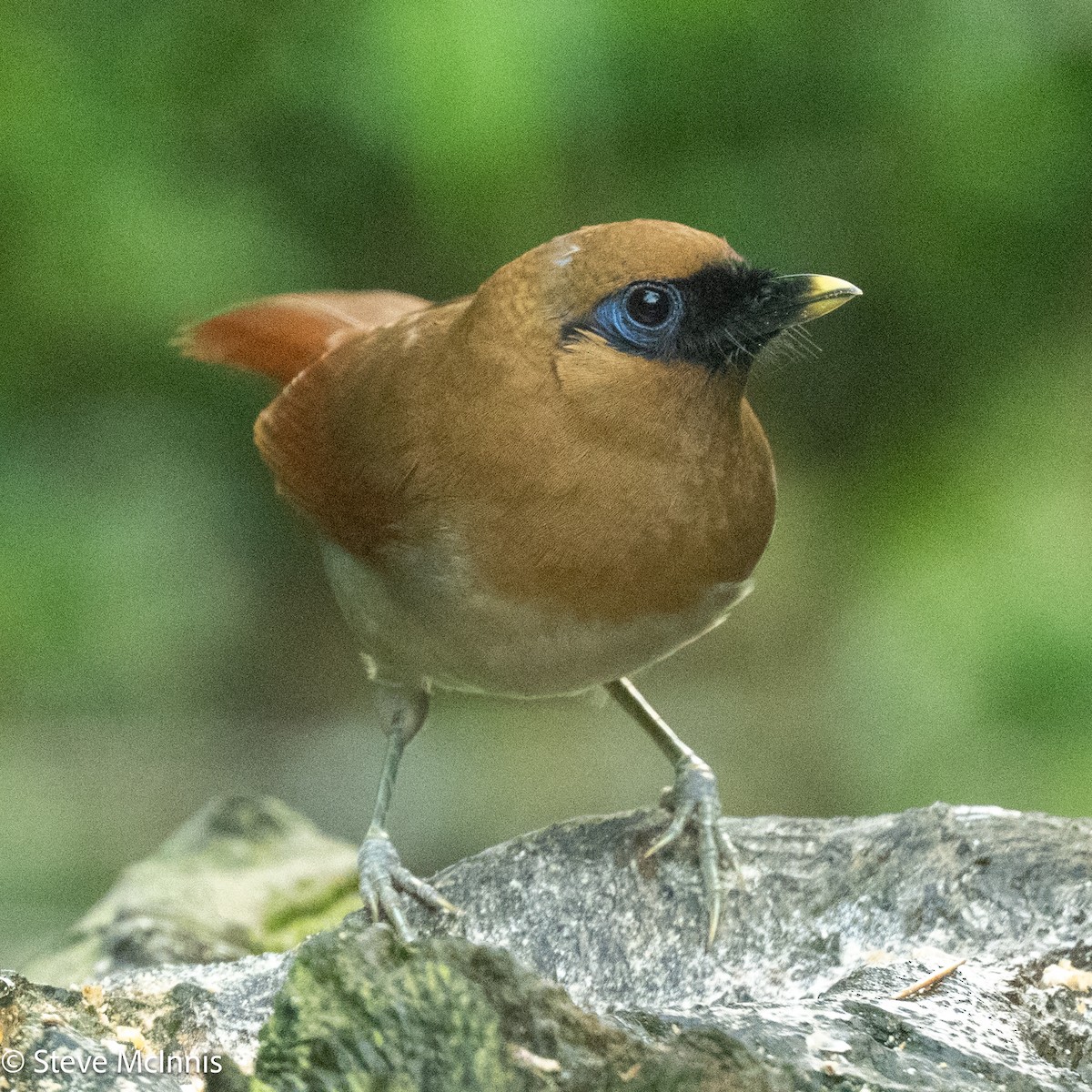 Buffy Laughingthrush - ML639213591