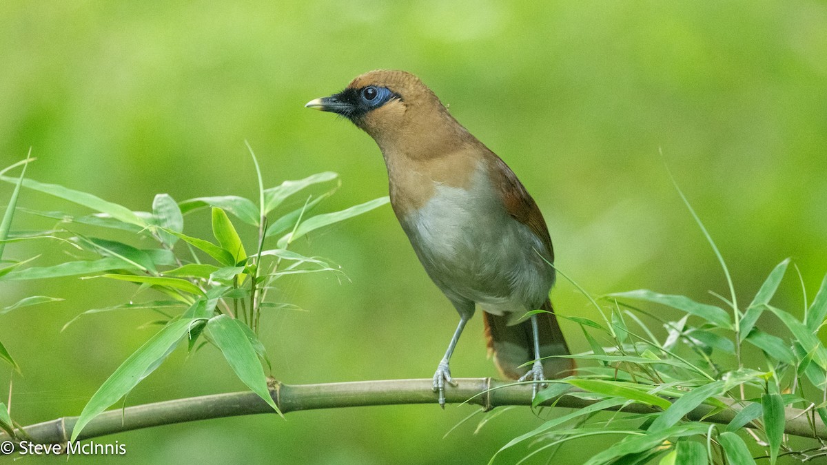 Buffy Laughingthrush - ML639213594