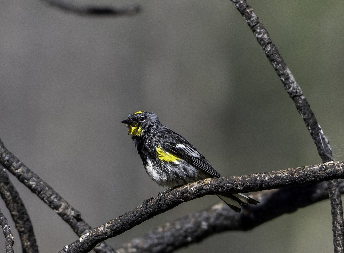 Yellow-rumped Warbler - ML639213604