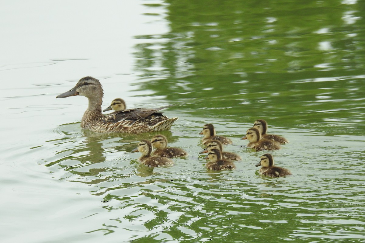 Canard colvert - ML639213606