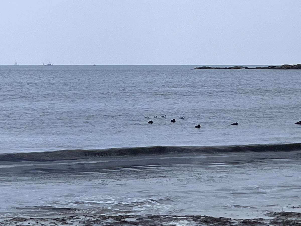 Bonaparte's Gull - ML639213680