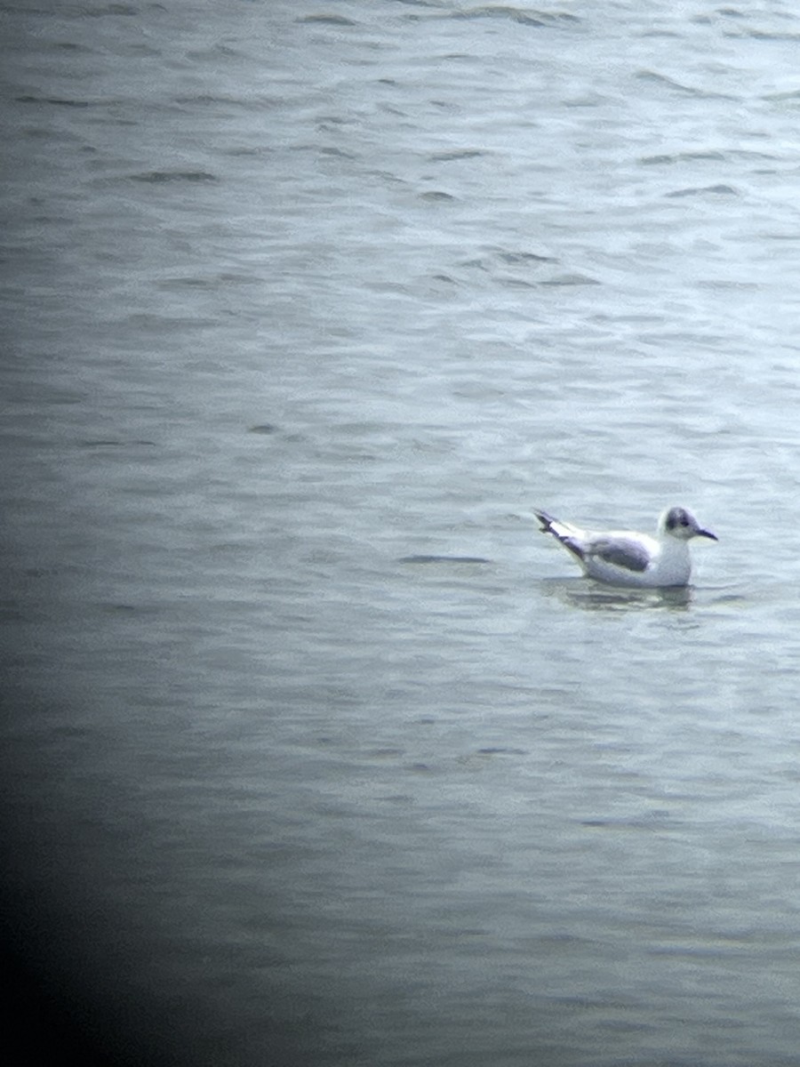 Bonaparte's Gull - ML639213745