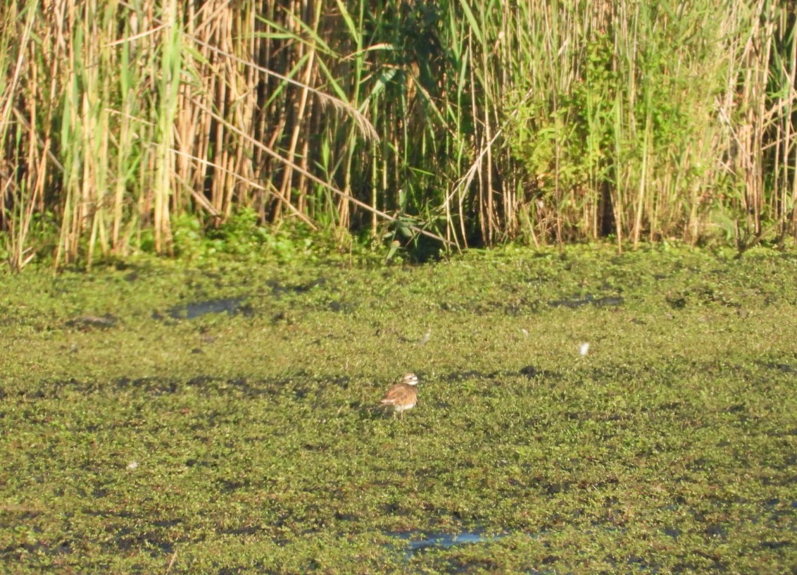 Killdeer - ML639213780