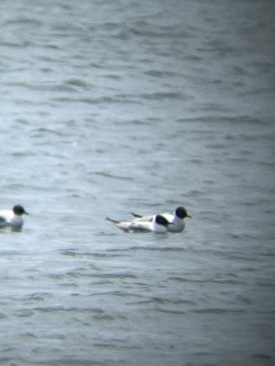 Bonaparte's Gull - ML639213832