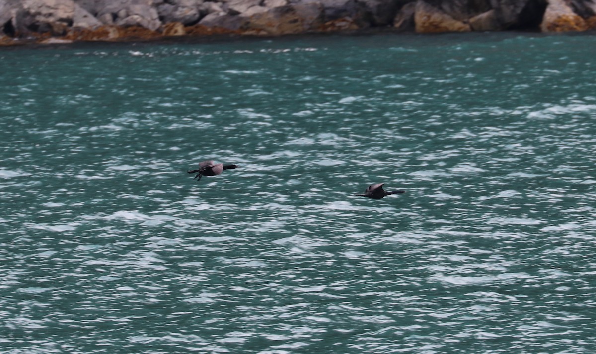 Red-faced Cormorant - ML639213844