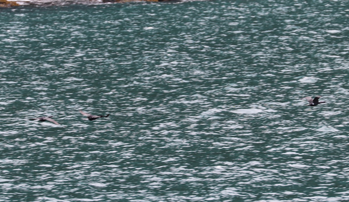 Red-faced Cormorant - ML639213845