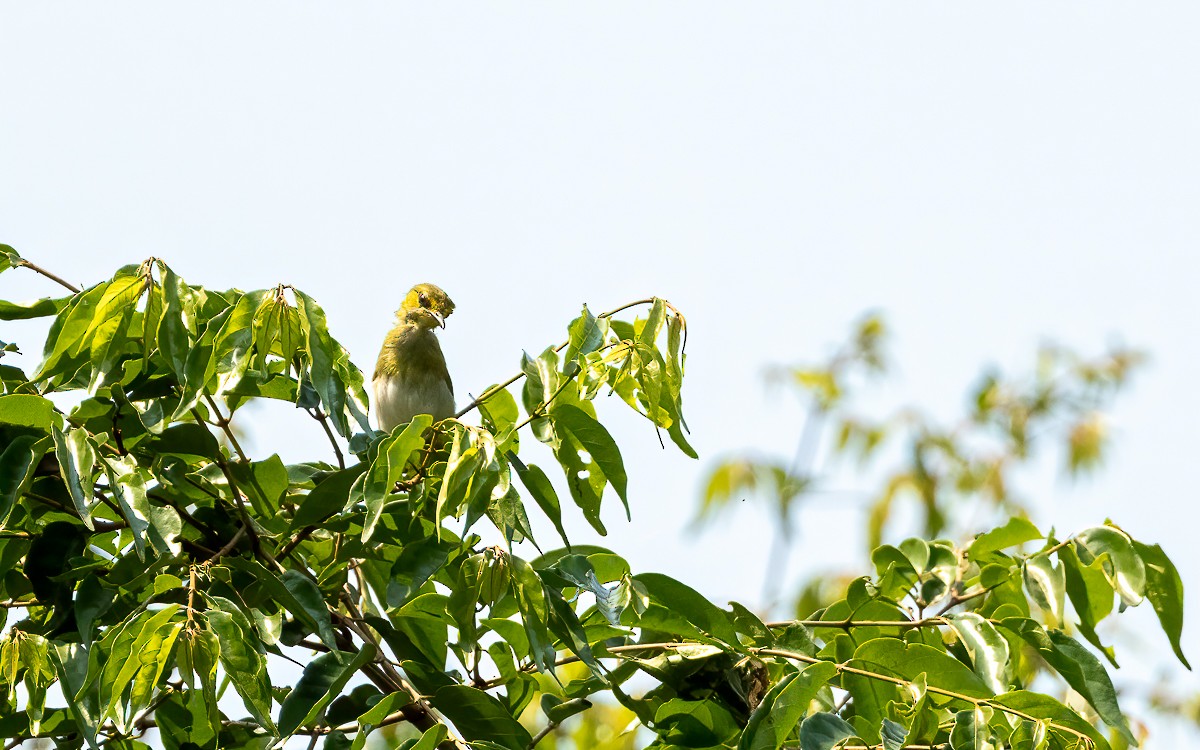 Yellow-browed Camaroptera - ML639213851