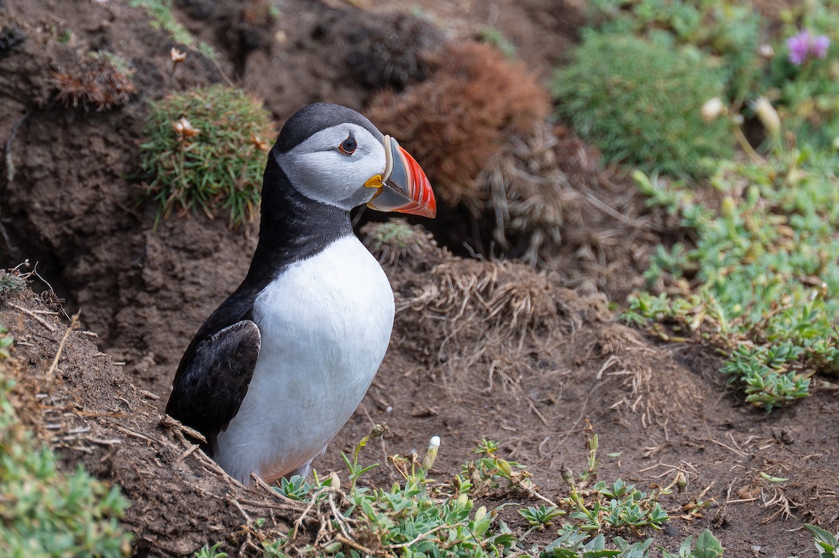 Atlantic Puffin - ML639213945