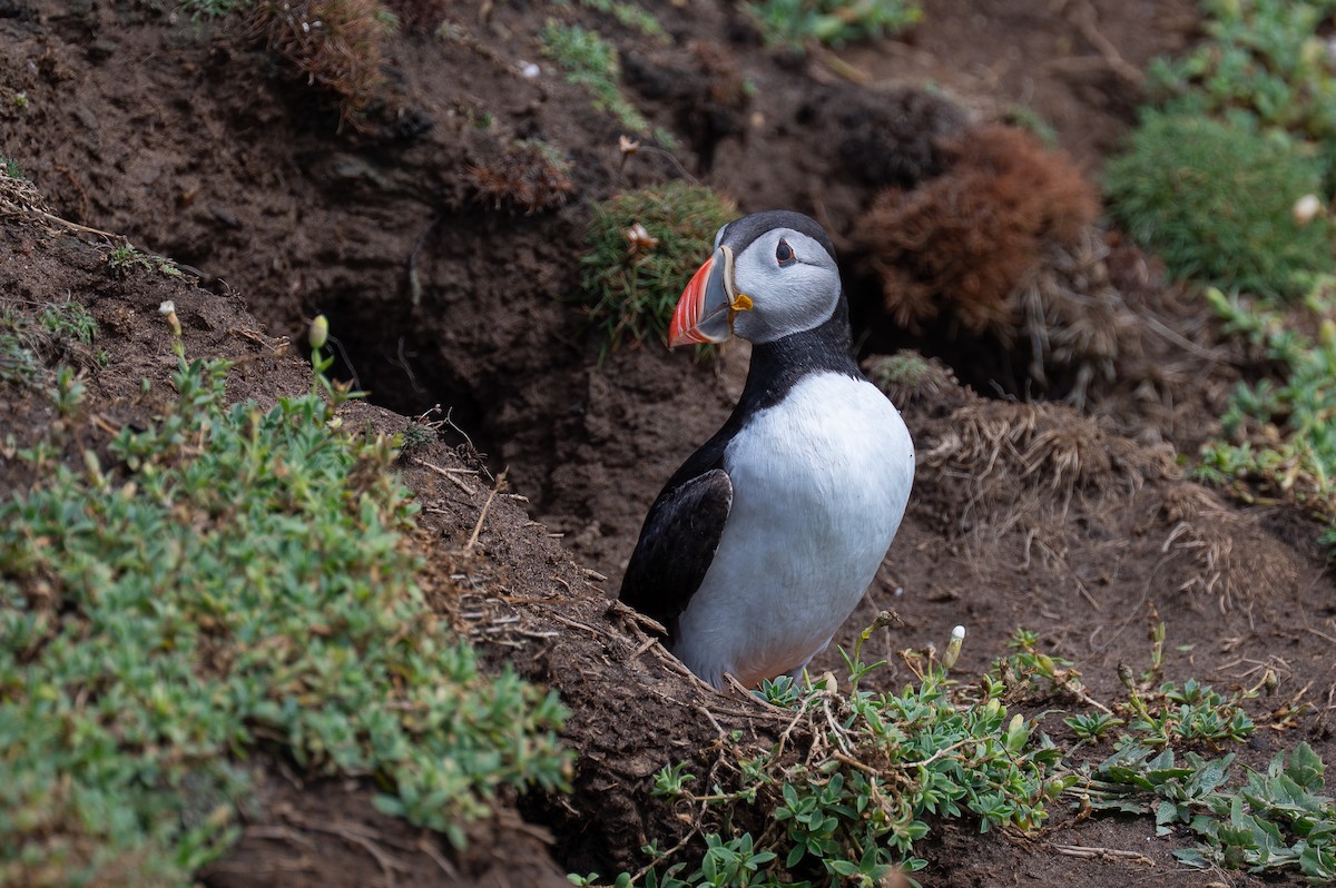 Atlantic Puffin - ML639213946