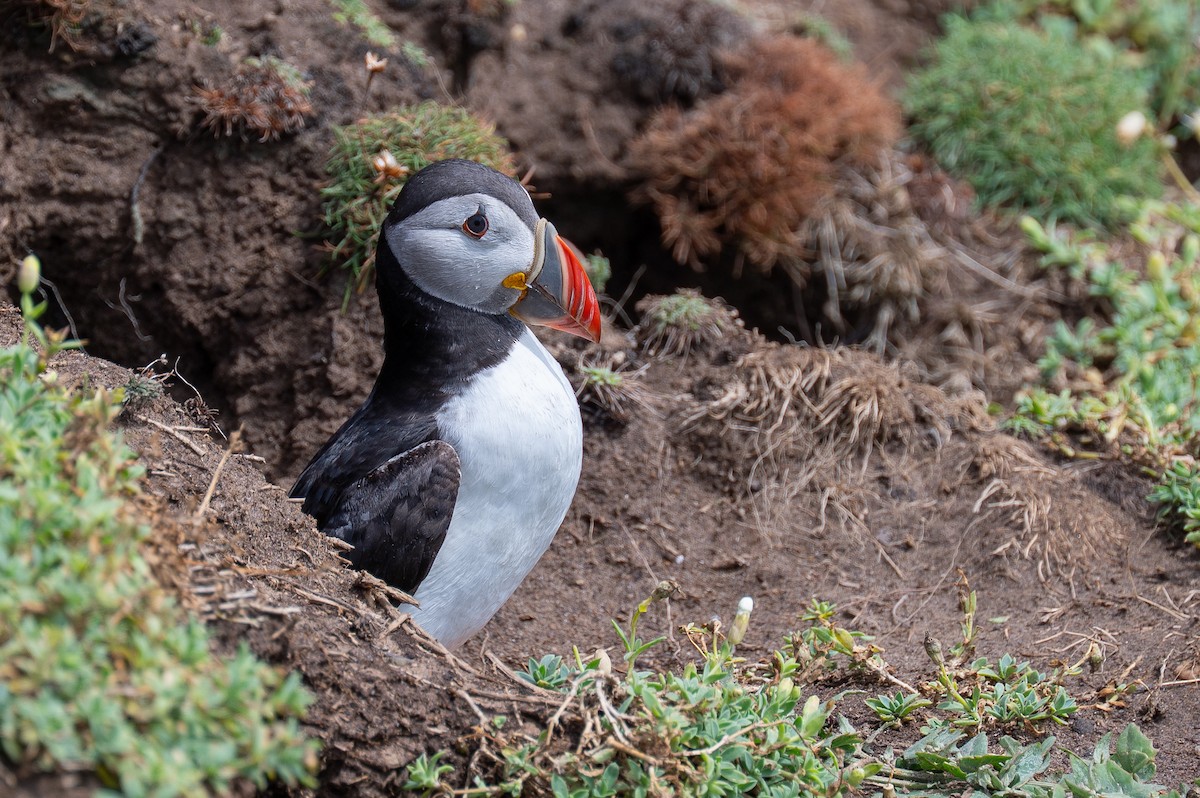 Atlantic Puffin - ML639213947