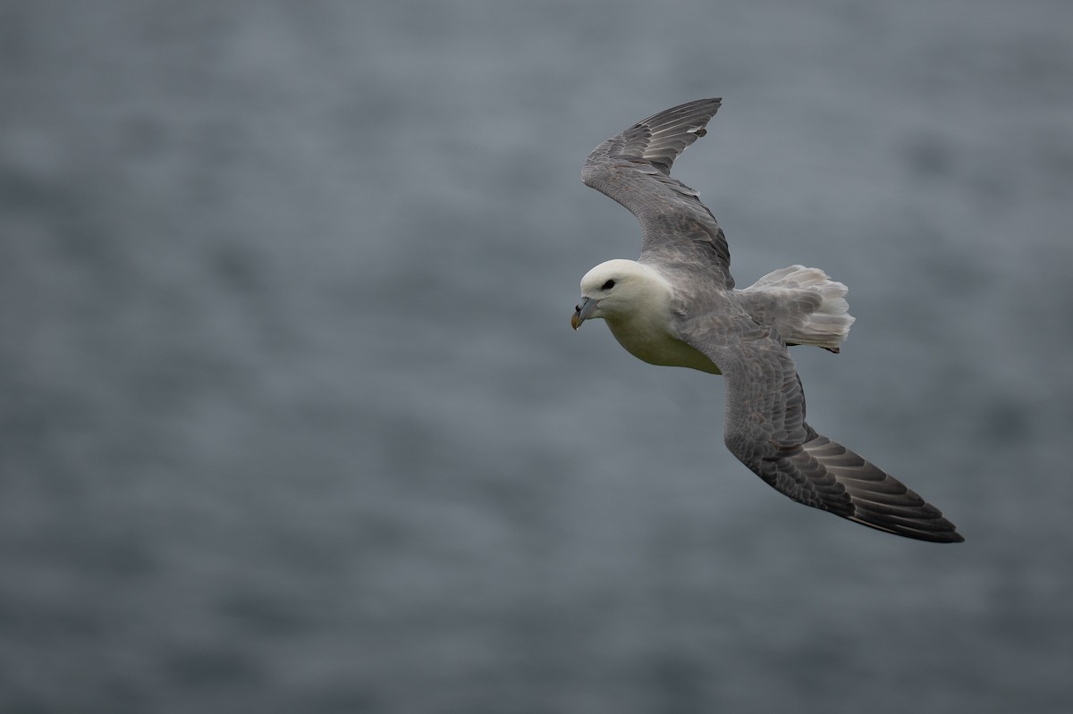 Northern Fulmar - ML639213950