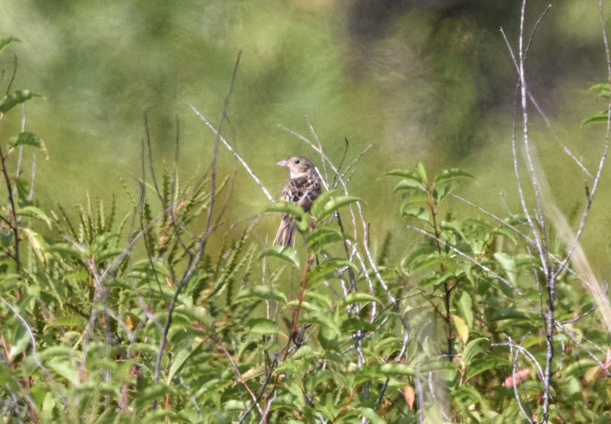 Grasshopper Sparrow - ML639214049