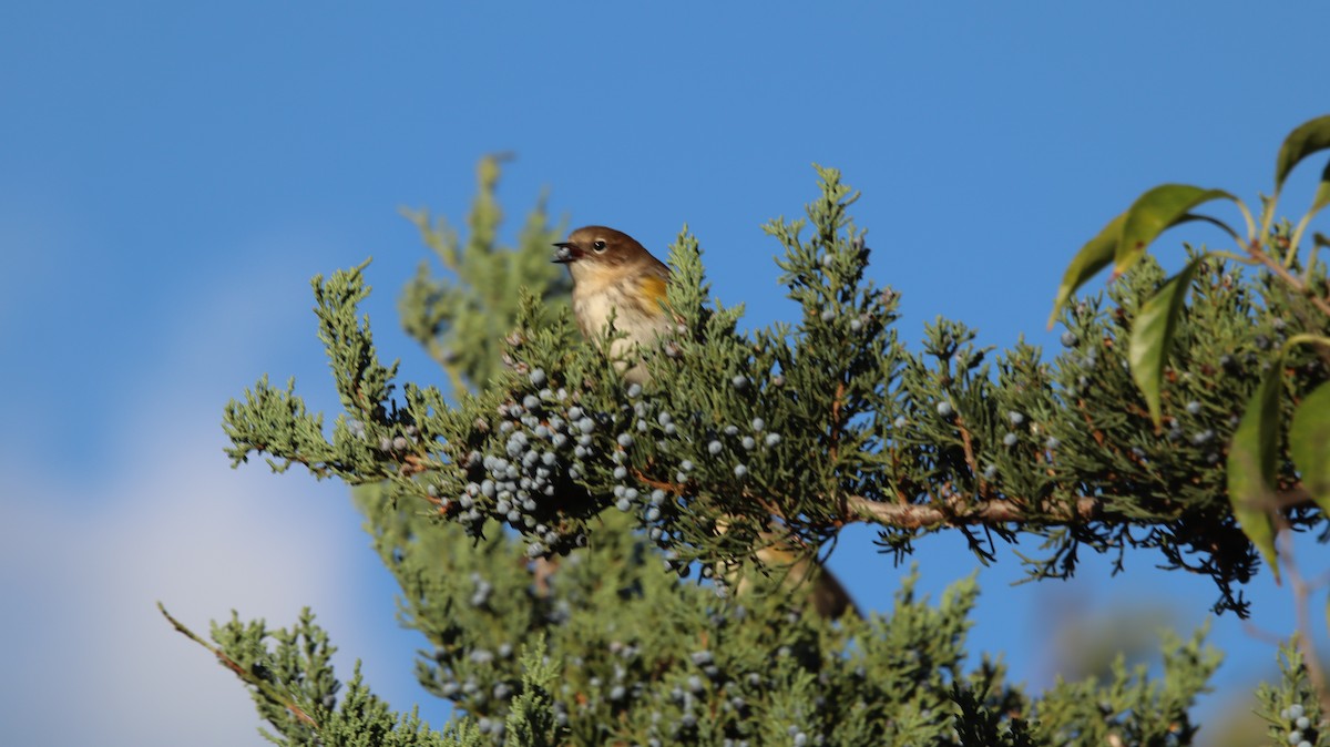 Yellow-rumped Warbler - ML639214050