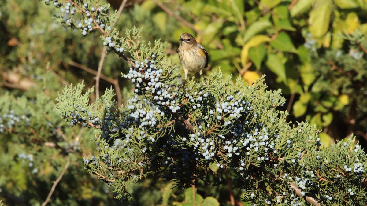 Yellow-rumped Warbler - ML639214051