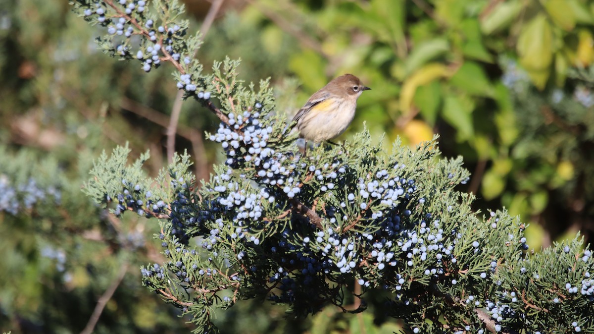 Yellow-rumped Warbler - ML639214052