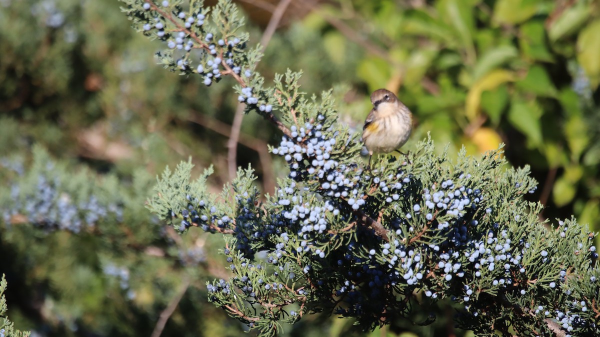 Yellow-rumped Warbler - ML639214053