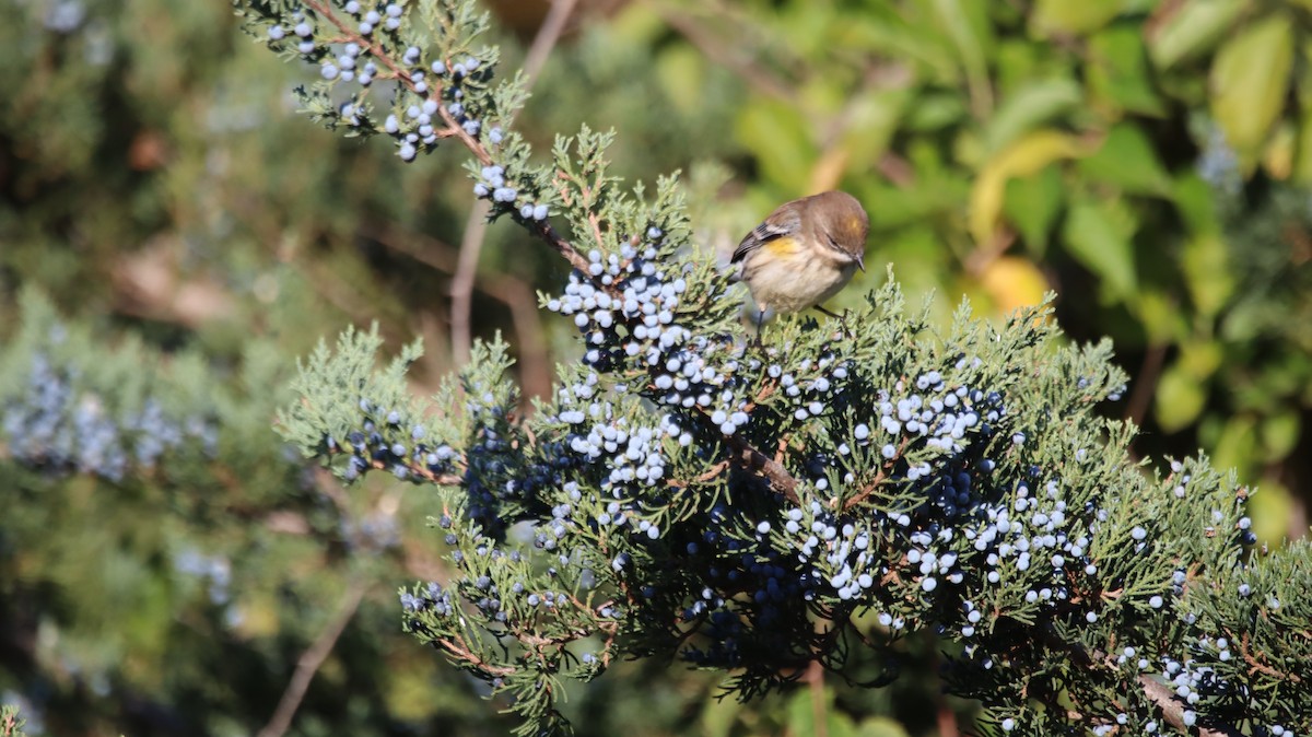 Yellow-rumped Warbler - ML639214054