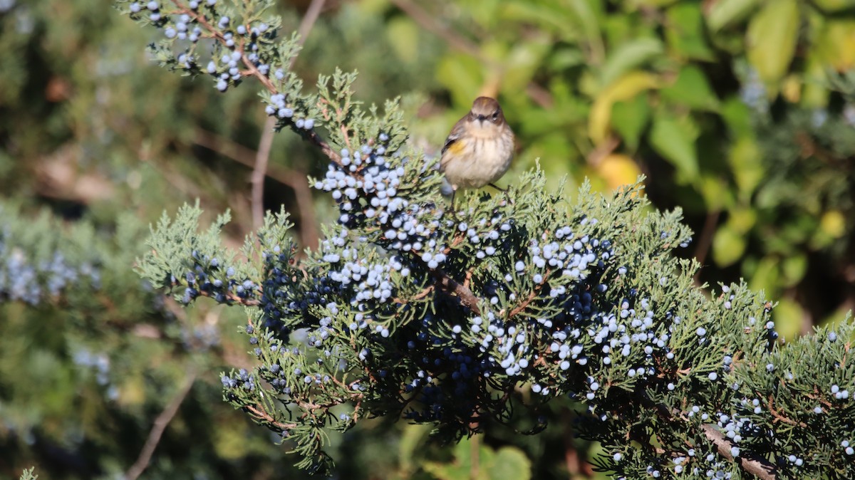 Yellow-rumped Warbler - ML639214055