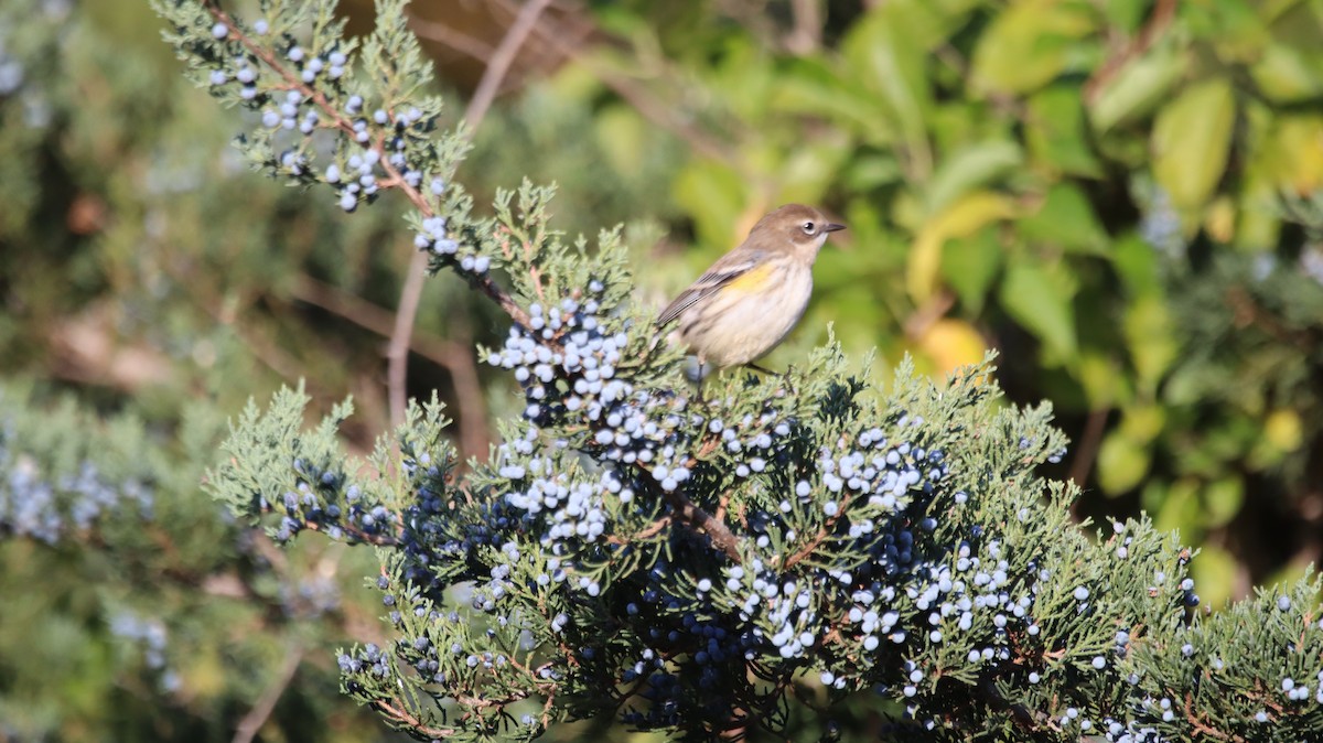 Yellow-rumped Warbler - ML639214056