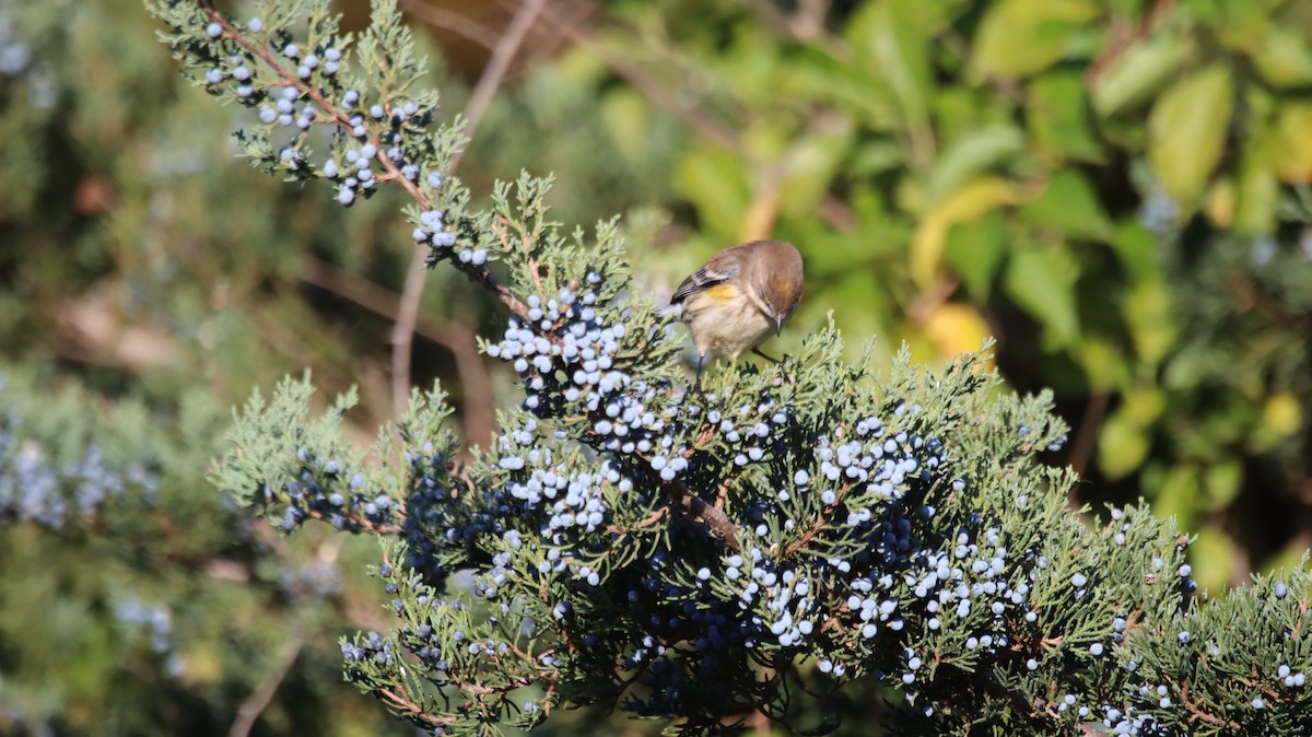 Yellow-rumped Warbler - ML639214057