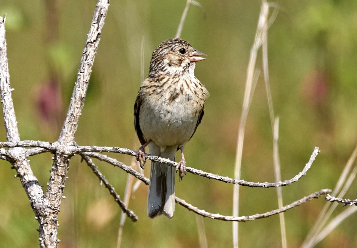 Vesper Sparrow - ML639214061