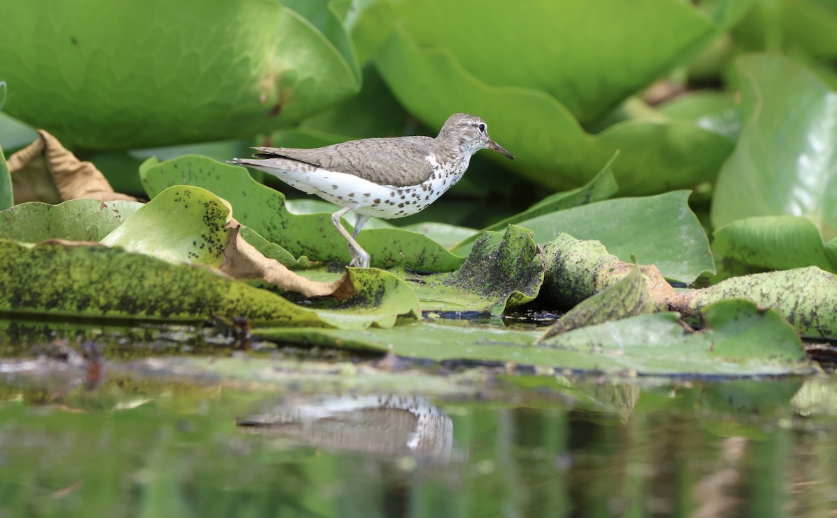 Spotted Sandpiper - ML639214108
