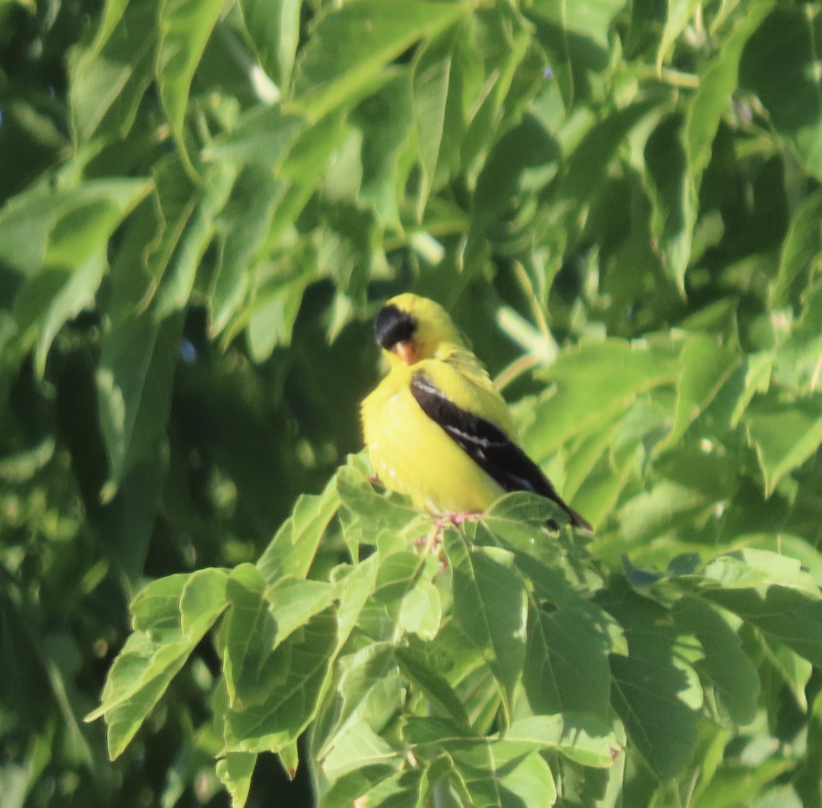 American Goldfinch - ML639214190