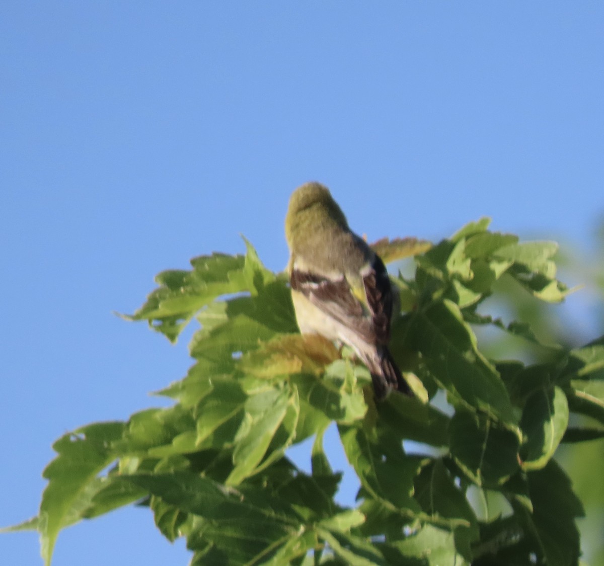 American Goldfinch - ML639214195