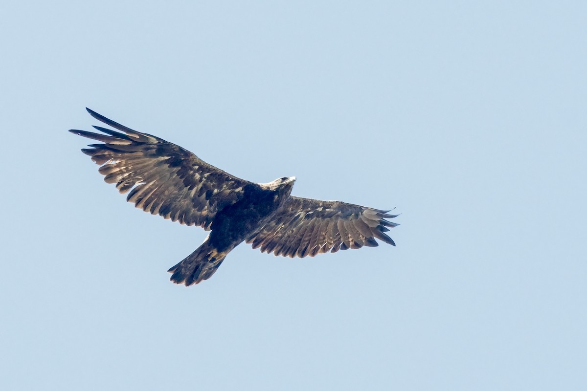 Águila Real - ML639214212
