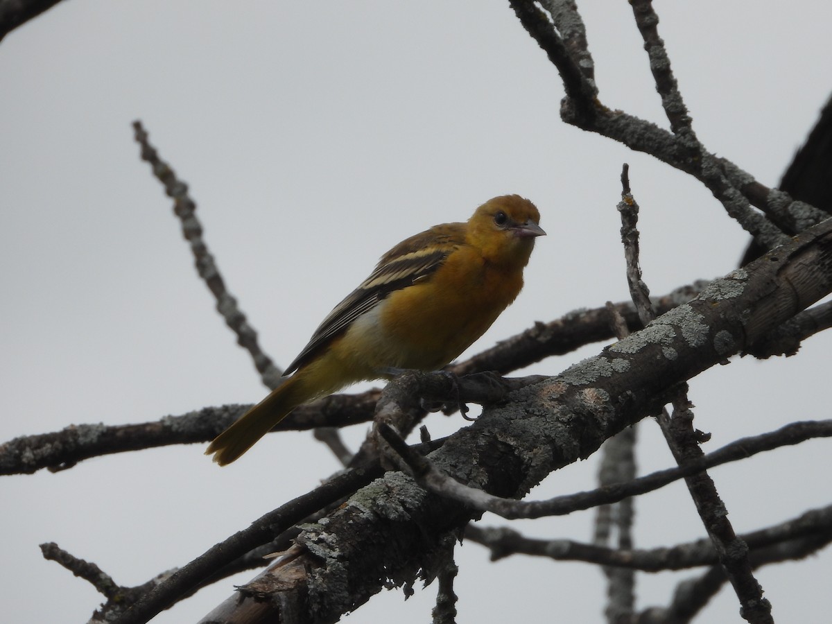 Baltimore Oriole - ML639214296