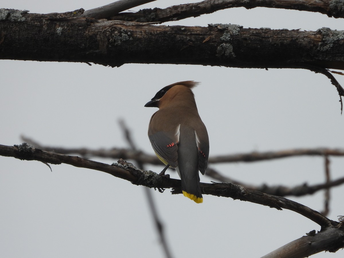 Cedar Waxwing - ML639214312