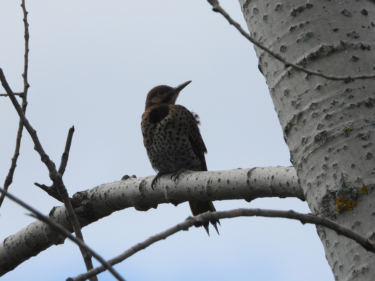 Northern Flicker - ML639214338