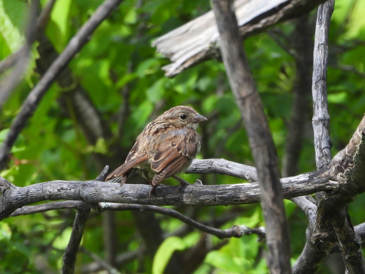 Song Sparrow - ML639214356